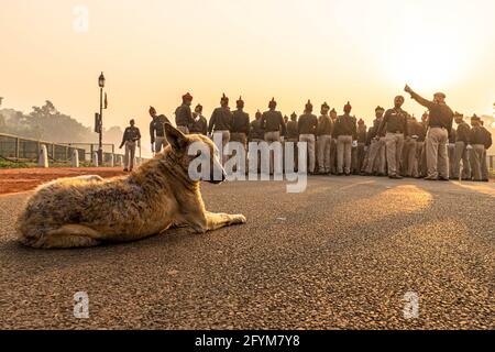 un cane è seduto sulla strada e la polizia di delhi durante le loro prove per il giorno della repubblica indiana a delhi. Foto Stock