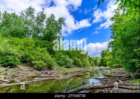 fiume fadenbach nel parco nazionale austriaco donauauen vicino orto an der donau Foto Stock