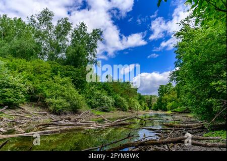 fiume fadenbach nel parco nazionale austriaco donauauen vicino orto an der donau Foto Stock