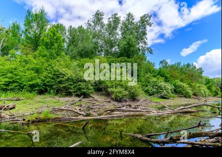 fiume fadenbach nel parco nazionale austriaco donauauen vicino orto an der donau Foto Stock