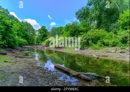 fiume fadenbach nel parco nazionale austriaco donauauen vicino orto an der donau Foto Stock