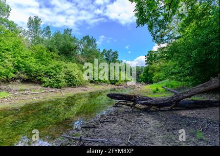 fiume fadenbach nel parco nazionale austriaco donauauen vicino orto an der donau Foto Stock