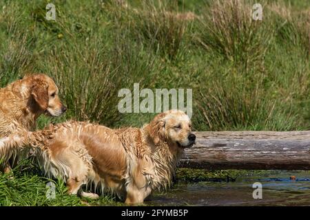 Golden Retrievers giocare in e intorno a uno stagno. Foto Stock