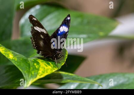 Blue Moon Butterfly maschio (hypolimnas bolina) o comune o grande mosca d'uovo una farfalla blu da vicino su foglia verde Foto Stock