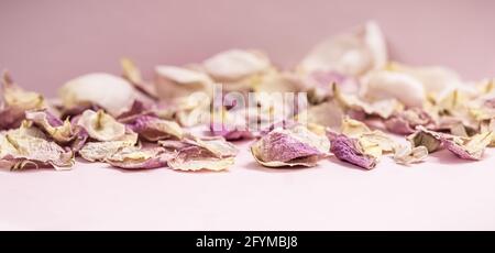 Boccioli di fiori di rosa e petali secchi su sfondo rosa. Macro fiori sfondo per il design del marchio per le vacanze Foto Stock