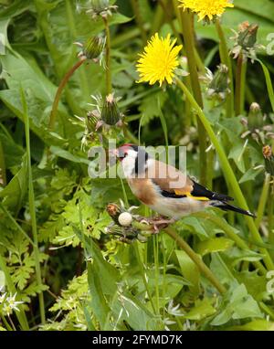 Alimentazione di Goldfinch sui semi di dente di leone Foto Stock