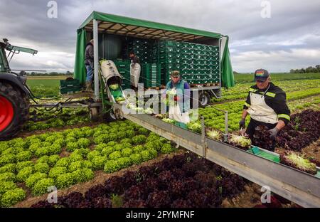 Soest, Sassonia, Renania Settentrionale-Vestfalia, Germania - coltivazione di ortaggi, raccoglitrici che raccolgono lattuga, le teste di lattuga appena raccolte vengono lavate Foto Stock