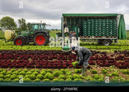 Soest, Sassonia, Renania Settentrionale-Vestfalia, Germania - coltivazione di ortaggi, raccoglitrici che raccolgono lattuga, le teste di lattuga appena raccolte vengono lavate Foto Stock