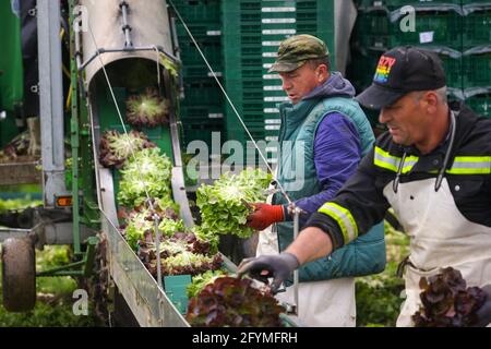 Soest, Sassonia, Renania Settentrionale-Vestfalia, Germania - coltivazione di ortaggi, raccoglitrici che raccolgono lattuga, le teste di lattuga appena raccolte vengono lavate Foto Stock