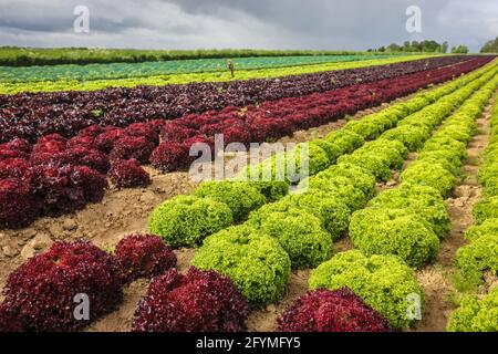 Soest, Sassonia, Renania Settentrionale-Vestfalia, Germania - coltivazione di ortaggi, coltivazione di lattughe in filari nel campo, lattuga in foglie di quercia (Lactus sativa var. cri Foto Stock