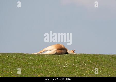 Un cavallo giallo si trova sulla cima di una diga olandese. Sembra morto, ma probabilmente sta riposando al sole. Cielo blu sullo sfondo. Diandelioni gialli Foto Stock