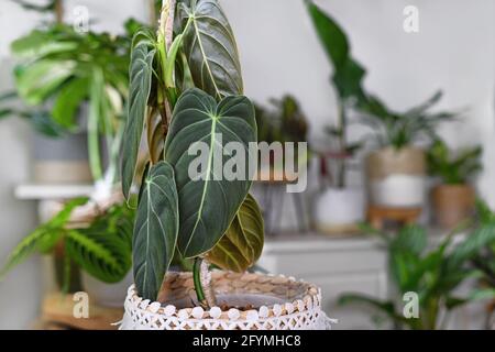 Primo piano di foglia tropicale 'Philodendron Melanochrysum' pianta domestica con altre piante in background Foto Stock