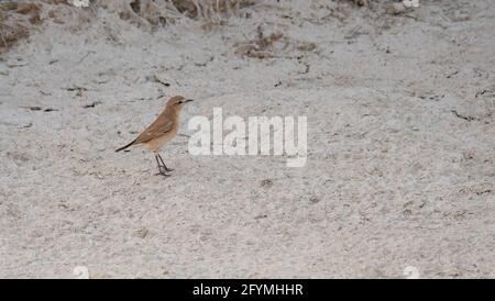 Wheatear persiano (Oenanthe crisopigia) trovato in qatar. Fuoco selettivo Foto Stock