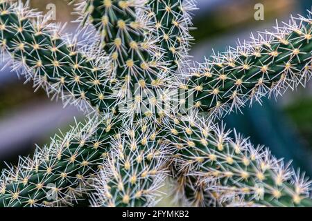 Cactus aghi, cactus a forma di stelle Macro foto Foto Stock