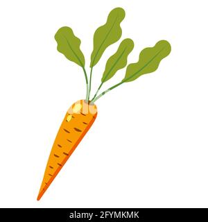 Carota con foglie verdi, prodotto organico sano di nutrizione. Vettore mano cartoon disegnare piatto stile trendy bianco sfondo isolato Illustrazione Vettoriale