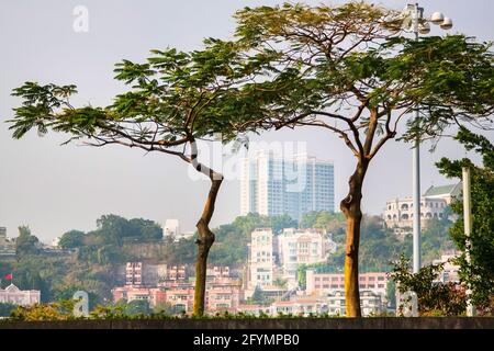 Edifici moderni e vecchi, due alberi nel centro della città di Macao, Cina Foto Stock