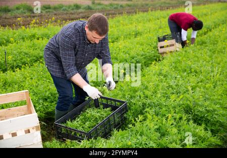 Coltivatore che raccoglie e peeling mizuna verde (Brassica rapa nippposinica laciniata) sul campo Foto Stock