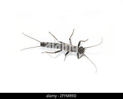 Closeup su Shortwing Stonefly plecoptera isolato su sfondo bianco Foto Stock