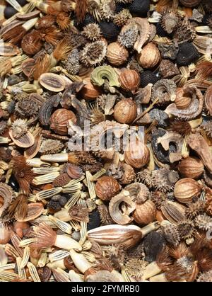 Semi da molti fiori selvatici closeup diversi sulla collezione Foto Stock