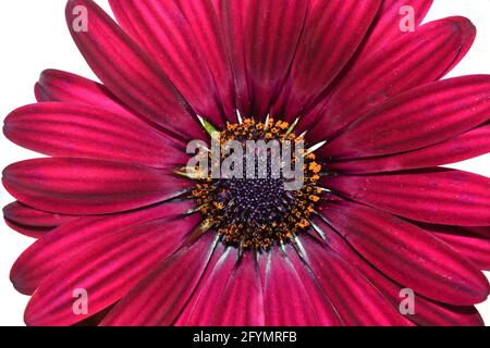 Primo piano su un fiore rosso marguerite margherita spagnolo Foto Stock