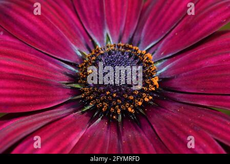 Primo piano su un fiore rosso marguerite margherita spagnolo Foto Stock