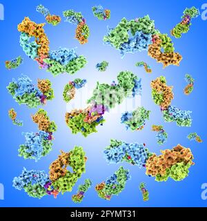 Anticorpi HIV complessati con peptidi, illustrazione Foto Stock