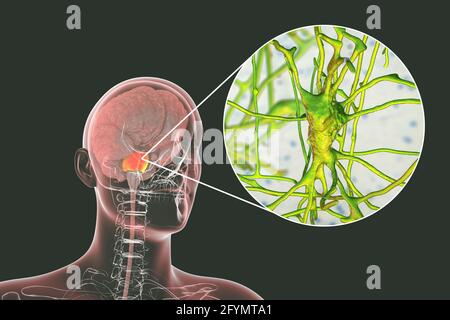 Cervello umano con pons e neuroni evidenziati, illustrazione Foto Stock