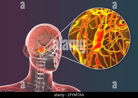 Cervello umano con pons e neuroni evidenziati, illustrazione Foto Stock