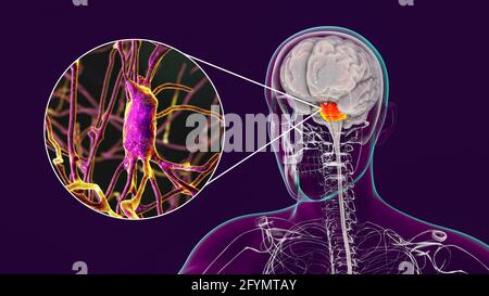 Cervello umano con pons e neuroni evidenziati, illustrazione Foto Stock