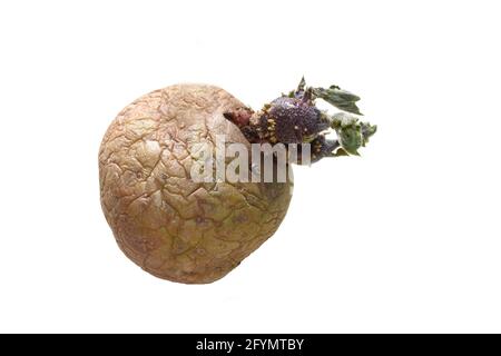 Vecchia patata rugosa Solanum tuberosum germogliando nuove foglie isolate su sfondo bianco Foto Stock