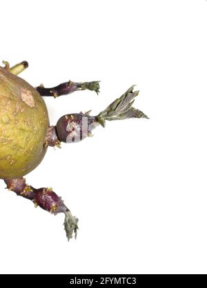 Vecchia patata rugosa Solanum tuberosum germogliando nuove foglie isolate su sfondo bianco Foto Stock