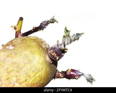 Vecchia patata rugosa Solanum tuberosum germogliando nuove foglie isolate su sfondo bianco Foto Stock