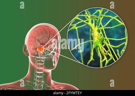 Cervello umano con pons e neuroni evidenziati, illustrazione Foto Stock
