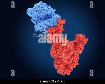 B.1.531 proteina di picco della variante del coronavirus, illustrazione Foto Stock
