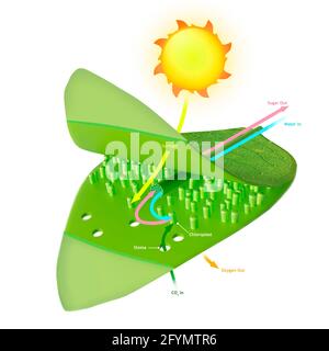 Fotosintesi, illustrazione Foto Stock