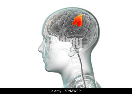 Cervello con gyrus sopramarginale evidenziato, illustrazione Foto Stock