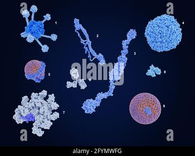 Componenti del plasma sanguigno, illustrazione Foto Stock