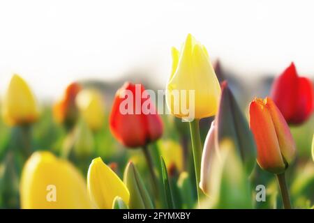 Tulipani colorati in un campo Foto Stock