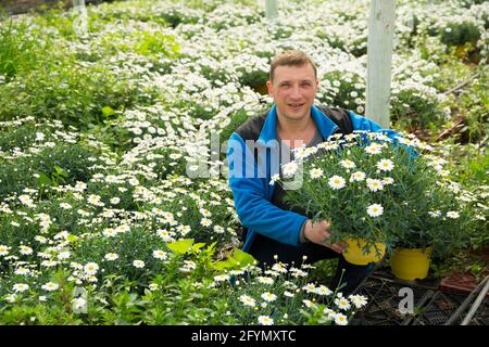 Uomo orticoltore durante il giardinaggio con camomilla bianco in pentole in serra Foto Stock