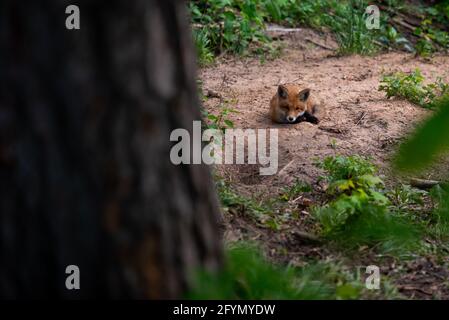 volpe rossa sdraiata nella sabbia in una foresta con foglie verdi ed erba verde. Fox baby primo piano. Foto Stock