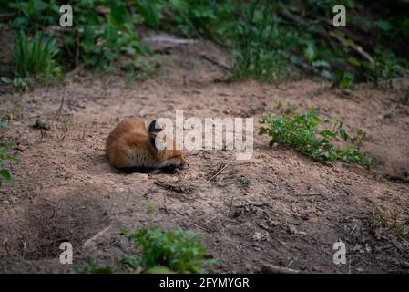 dormi la volpe rossa (vulpes vulpes) nella foresta Foto Stock