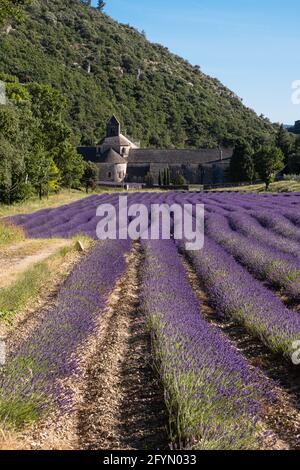 Senanque, Francia - 5 luglio 2020: Fioritura campo di lavanda viola accanto alla famosa abbazia medievale di Senanque Foto Stock