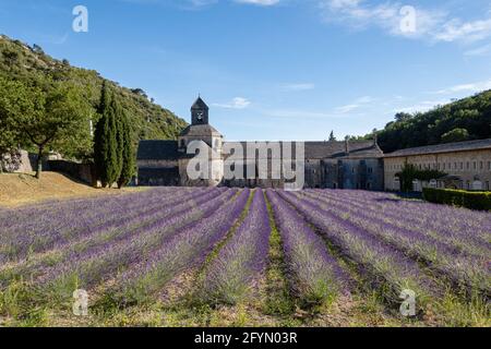 Senanque, Francia - 5 luglio 2020: Fioritura campo di lavanda viola accanto alla famosa abbazia medievale di Senanque Foto Stock