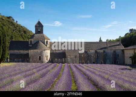 Senanque, Francia - 5 luglio 2020: Fioritura campo di lavanda viola accanto alla famosa abbazia medievale di Senanque Foto Stock