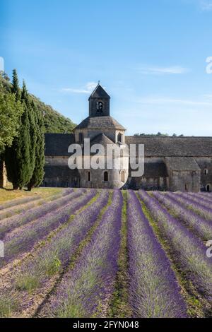 Senanque, Francia - 5 luglio 2020: Fioritura campo di lavanda viola accanto alla famosa abbazia medievale di Senanque Foto Stock