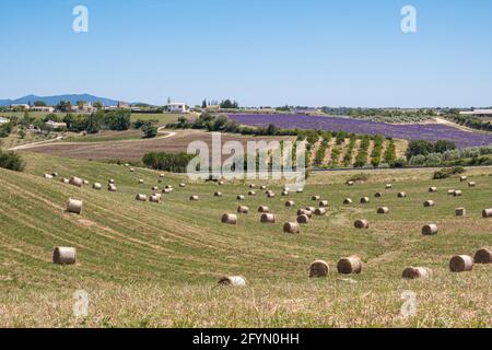 Valensole, Francia - 5 luglio 2020: Vista sul Plateau de Valensole: Balle di fieno, campi di lavanda, ulivi. Foto Stock