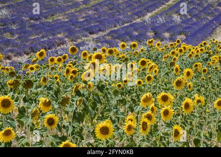 Valensole, Francia - 5 luglio 2020: Bellissimi campi di lavanda e girasole in fiore nella Provenza francese Foto Stock