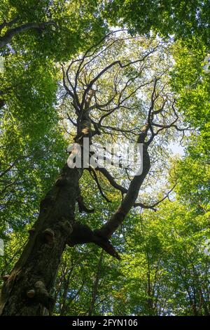 Albero molto grande e alto con foglie verdi Foto Stock
