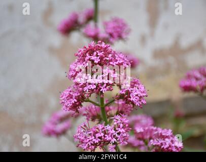 Pianta di fiori rossi valeriani (Centranthus ruber). Coltivato in una piantatrice, Munilla, la Rioja, Spagna. Foto Stock