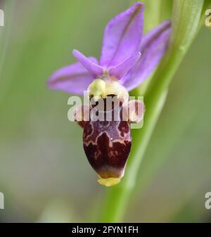 Orchidea fiore Ophrys scoblopax. Situato in un vecchio campo di cereali. Munilla, la Rioja, Spagna. Foto Stock